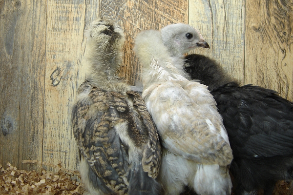 4 Pullet Chicks Week 3 - 3 Easter Egger & 1 Lavender Orpington